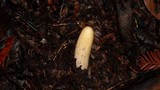 Clavariadelphus occidentalis image