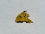 Mucronella flava image