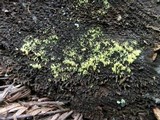Mucronella flava image
