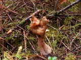 Gyromitra infula image