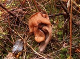Gyromitra infula image