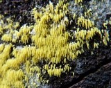 Mucronella flava image