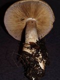 Cortinarius cacodes image