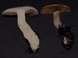 Cortinarius cacodes image