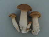 Pleurotus eryngii image