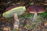 Boletellus mirabilis image