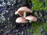 Psathyrella conissans image