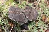 Tricholoma terreum image