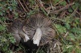 Tricholoma terreum image