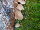 Psathyrella conissans image