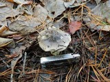Tricholoma portentosum image