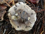 Tricholoma portentosum image