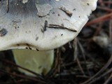 Tricholoma portentosum image
