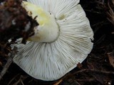 Tricholoma portentosum image