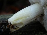 Tricholoma portentosum image