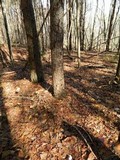 Tricholoma portentosum image