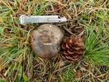 Tricholoma portentosum image
