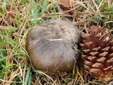 Tricholoma portentosum image