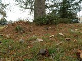 Tricholoma portentosum image