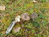 Tricholoma portentosum image