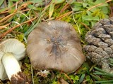 Tricholoma portentosum image