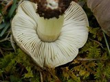 Tricholoma portentosum image