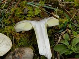 Tricholoma portentosum image