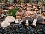 Lepista glaucocana image