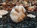 Lepista glaucocana image