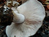 Lepista glaucocana image