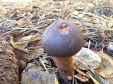 Chroogomphus ochraceus image