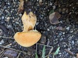 Gymnopilus ventricosus image