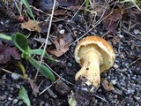 Gymnopilus ventricosus image