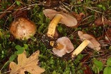 Cortinarius glaucopus image