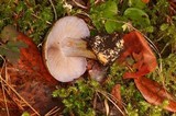Cortinarius glaucopus image