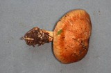 Cortinarius glaucopus image