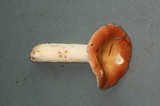 Russula mordax image