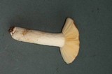 Russula mordax image