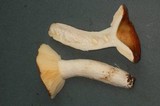 Russula mordax image