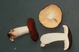 Russula queletii image