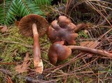 Tricholoma imbricatum image