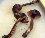 Tricholoma imbricatum image