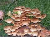 Pholiota terrestris image