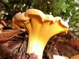 Cantharellus roseocanus image