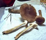 Tricholoma imbricatum image