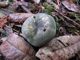 Russula aeruginea image