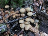 Psathyrella piluliformis image