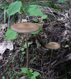 Xerula radicata image
