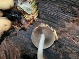 Psathyrella piluliformis image