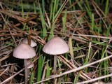 Mycena capillaripes image